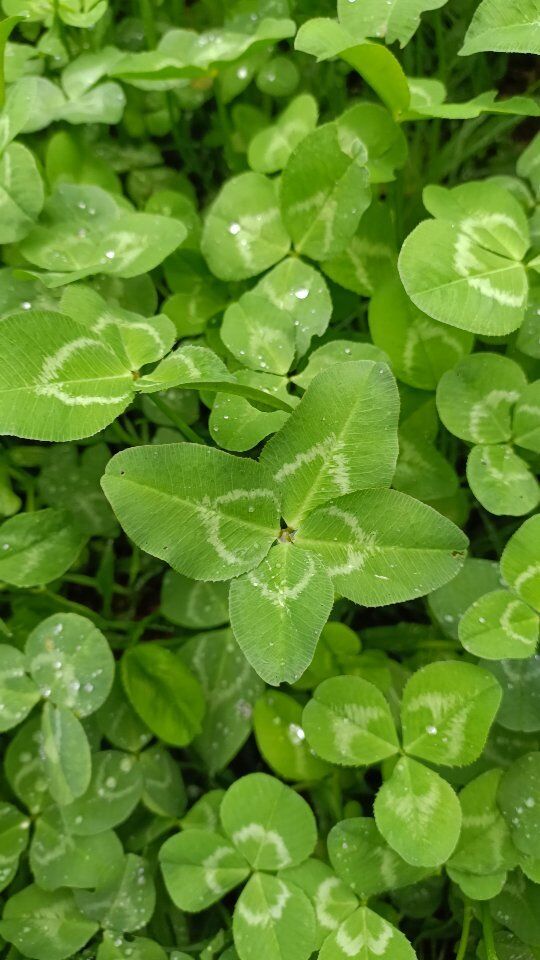 Casainverse vi augura buona vita e fortuna🍀🍀🍀♥️

#sorpresa
#quadrifoglio
#buonavita
#buonafortuna